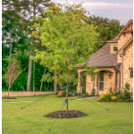 Nylon Tree Strap with Grommets Young Tree Support Hurricane Protection Newly Planted Saplings Household Miscellaneous Product