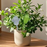 New Product Cactus Watering Pot Seepage Irrigation Houseplant Watering Pot Automatic Watering Pot Gardening Tool