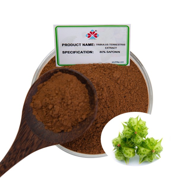 Food Grade Natural Shandong Acanthopanax Senticosus Fruit Extract Powder 40% Saponins Liquid-Solid Extract Various Bottle Jar Barrel