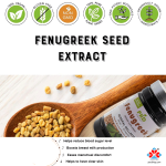 Adult Bulk Supply Fenugreek Extract Capsules 40% Saponins Powder Herbal Supplement Not Suitable for Teens or Pregnant Women