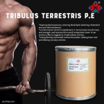 Food Grade Natural Shandong Acanthopanax Senticosus Fruit Extract Powder 40% Saponins Liquid-Solid Extract Various Bottle Jar Barrel