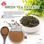 Premium Polyphenol Rich Green Tea Extract Herbal Leaf Powder HPLC Tested Food Grade Bottled Jarred 1kg MOQ Dietary Supplement YOUTH