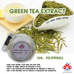 Premium Polyphenol Rich Green Tea Extract Herbal Leaf Powder HPLC Tested Food Grade Bottled Jarred 1kg MOQ Dietary Supplement YOUTH