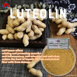 Food Grade Luteolin Extract Powder Liquid-Solid Extract Flavonoid Antioxidant Properties Support Overall Bottle/Barrel