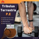 Food Grade Natural Shandong Acanthopanax Senticosus Fruit Extract Powder 40% Saponins Liquid-Solid Extract Various Bottle Jar Barrel