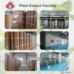 High Purity 1kg Barrel Packed Food Grade Hesperidin Powder Custom Manufacture Fruit Extract Herbal Plant Extract Wholesale