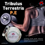 Food Grade Natural Shandong Acanthopanax Senticosus Fruit Extract Powder 40% Saponins Liquid-Solid Extract Various Bottle Jar Barrel