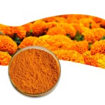 Eye Health Marigold Flower Extract Powder Lutein Lutein 5%-20% Food Supplement