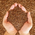 Organic Cassia Seed Blend Tea - Visual Clarity