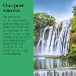 Organic Spirulina Powder Premium Nutrition Supplement