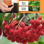 OEM/ODM Berberine HCL & Ceylon Cinnamon Capsules for Metabolic Balance Bulk Wholesale & Custom Formulation