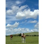 Animal Multi-Vitamins Premix Supplier - For Cattle Sheep Immunity