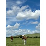 Livestock Feed Premix Supplier - For Chicken Sheep Goat Cattle