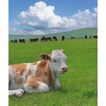 Animal Multi-Vitamins Premix Supplier - For Cattle Sheep Immunity