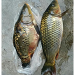 Animal Feed Booster Manufacturer - Enzyme Vitamin Amino Acid Premix