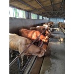 Amino Acid Premix Manufacturer for Cattle Sheep - Lean Muscle Growth