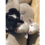 Animal Multi-Vitamins Premix Supplier - For Cattle Sheep Immunity