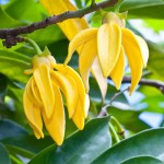 Ylang Ylang Hydrosol Manufacturer - Pollution-free Custom