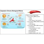 Synthetic Capsaicin Supplier - High Quality Bulk Price
