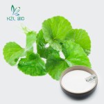 Centella Asiatica Extract Supplier - 40% Asiaticoside Organic Powder