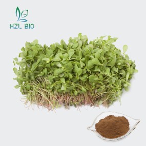 Purslane Extract Factory - 10:1 20:1 Leaf Powder