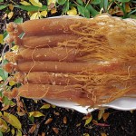 Red Ginseng Extract Manufacturer - Korea Ginsenoside 5%-80% Powder