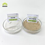 Bacillus Coagulans Supplier - 10-100 Billion CFU/g for Pets CAS