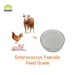 Enterococcus Faecalis Powder Supplier - High Potency 100 Billion Probiotics