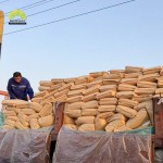 Bacillus Subtilis Powder Manufacturer - 100 Billion CFU/g Animal Probiotics