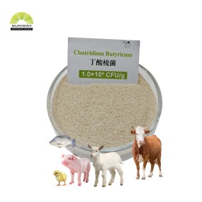Clostridium Butyricum Powder Supplier - Probiotic for Aquaculture Feed