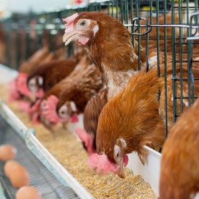 Glycerol Monolaurate Manufacturer - GML90 E471 Feed Additive