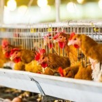 Glycerol Monolaurate Supplier - Ester Derivatives Antibacterial