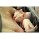 Feed Additives Supplier - Glycerol Monolaurate GML90