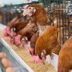 Glycerol Monolaurate Factory - Food Grade Emulsifier Preservative