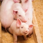 Glycerol Monolaurate Supplier - Ester Derivatives Antibacterial