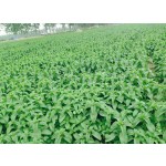 Menthol Crystal Manufacturer - High Quality Fast Delivery