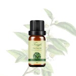 Tea Tree Essential Oil Manufacturer - OEM Wholesale Top Grade