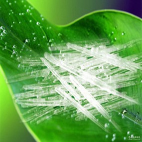 Menthol Crystal Factory - Top Grade Natural Plant Extract Supply