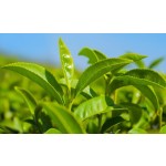 Tea Tree Essential Oil Manufacturer - OEM Wholesale Top Grade