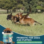 Dog Digestive Supplement Factory - Pumpkin Probiotics Gut Health