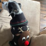 Pet Sweater Manufacturer - Holiday Winter Clothing All Sizes