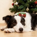 Pet Bowtie Supplier - Christmas Polyester Winter