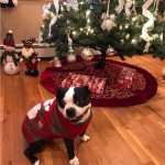 Pet Sweater Manufacturer - Holiday Winter Clothing All Sizes
