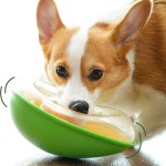 Dog Slow Feeder Factory - Avocado Shape Slow Eating