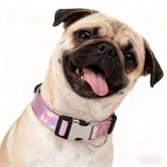 Dog Collar Supplier - Reflective Nylon Adjustable Outdoor