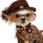 Dog Collar Supplier - Cotton Bow Tie Comfortable Daily