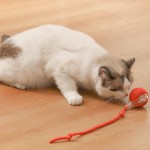 Smart Cat Toy Manufacturer - Electric Ball Interactive Movement