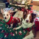 Pet Sweater Manufacturer - Holiday Winter Clothing All Sizes