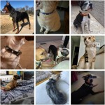 Leather Dog Collar Factory - Solid Button Closure Rivet