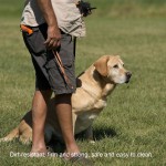 Dog Treat Pouch Supplier - Training Snack Reward Self-Closing